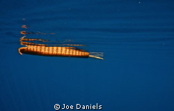 Wondering Serpent by Joe Daniels 